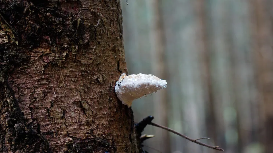 fungus 455180 960 720 boom en zwam