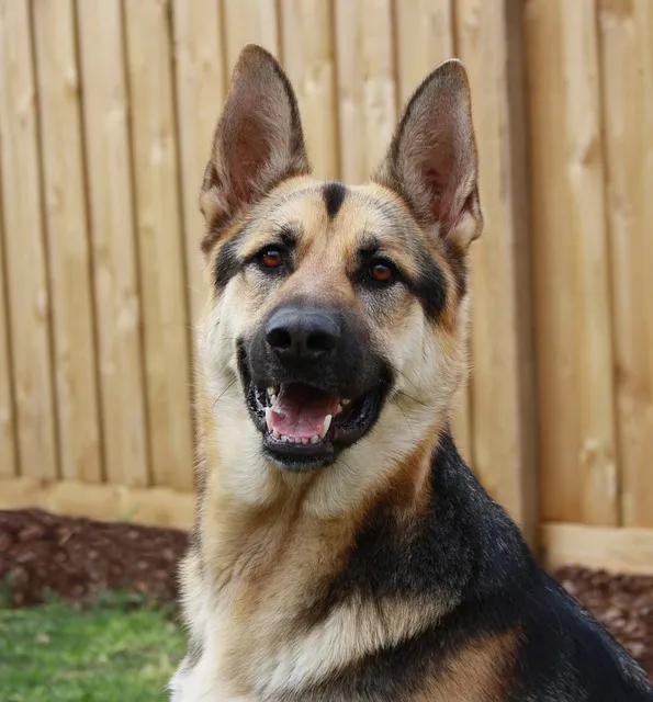 german shepherd 170582 640 publiek domein