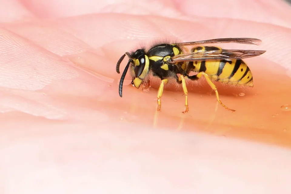 german wasp 910599 960 720 wesp
