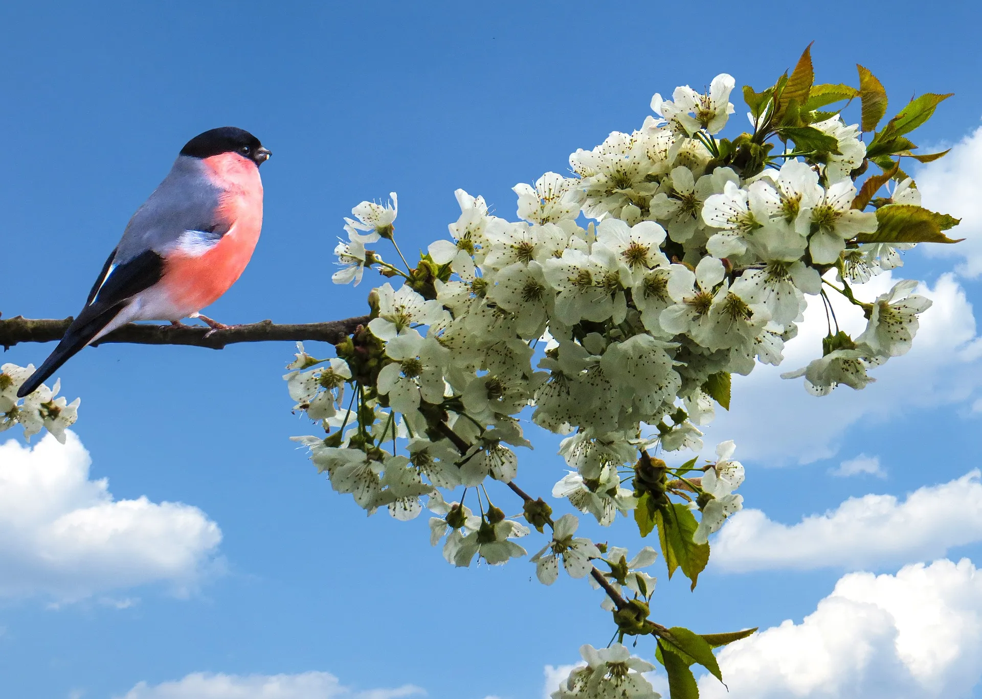 goudvink lente gerhard g via pixabay