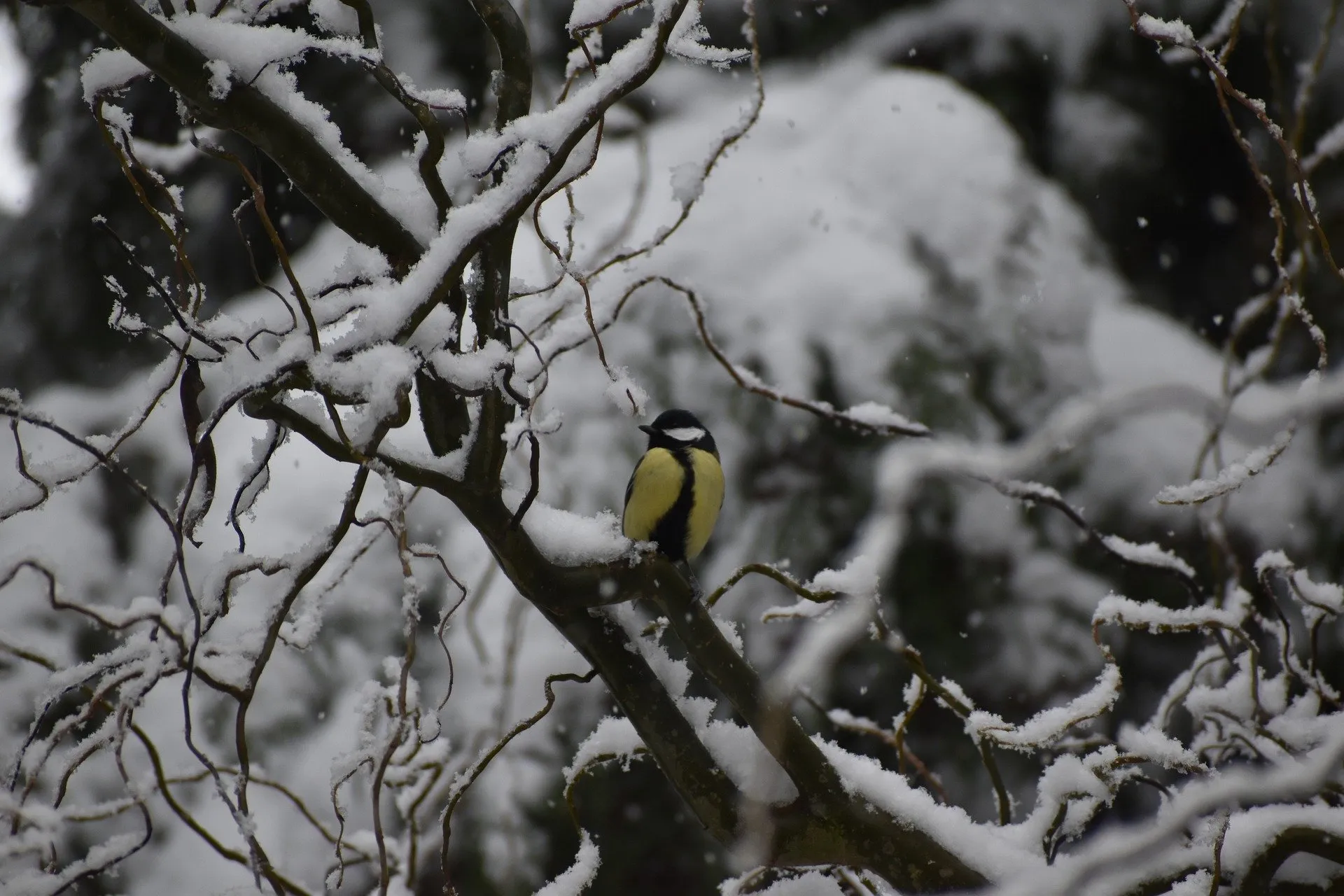 great tit 5916709 1920 afbeelding christine jamin via pixabay