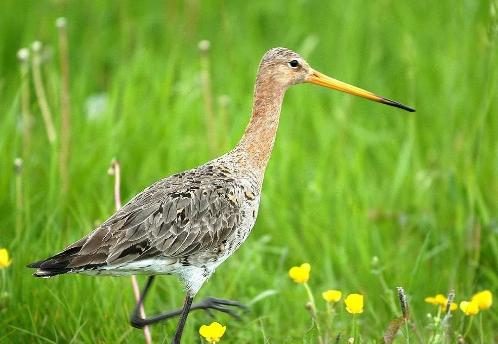grutto opzij gezien foto fred vloo cc by sa 20 wikipedia commons e1532892197338