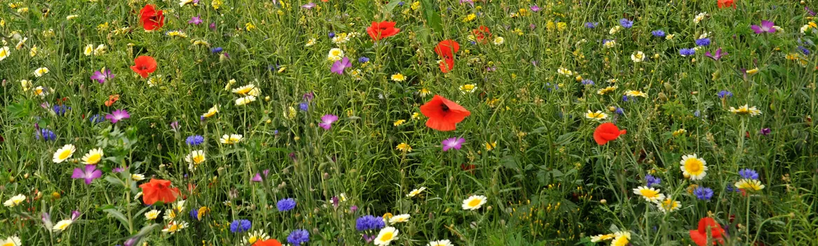 header natuurinclusieve landbouw