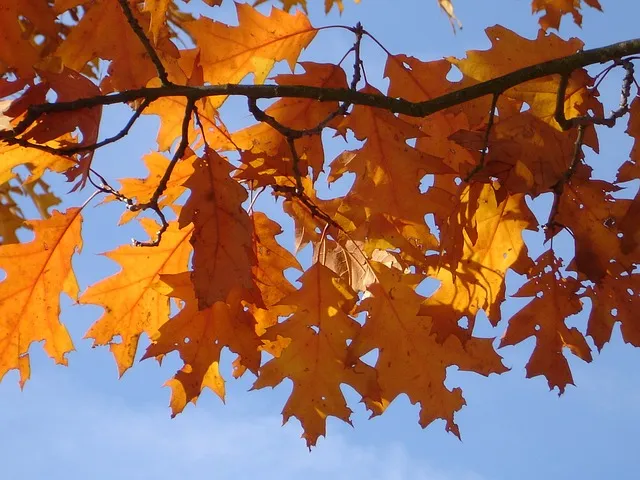 herfst1