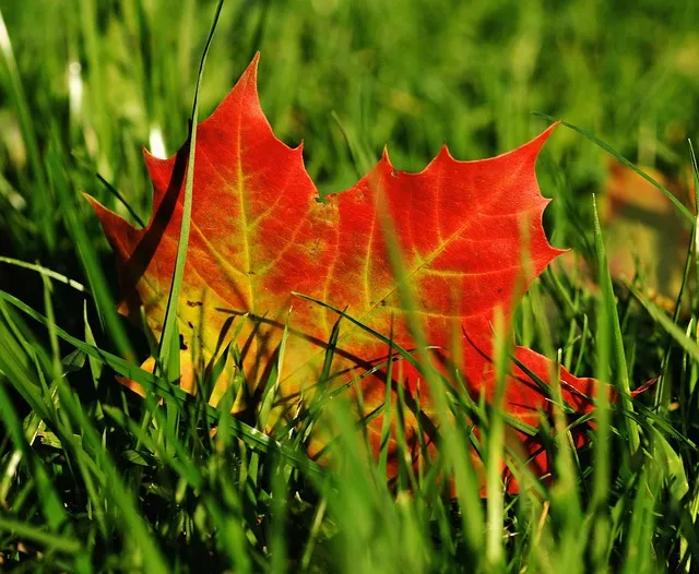 herfst482558 640