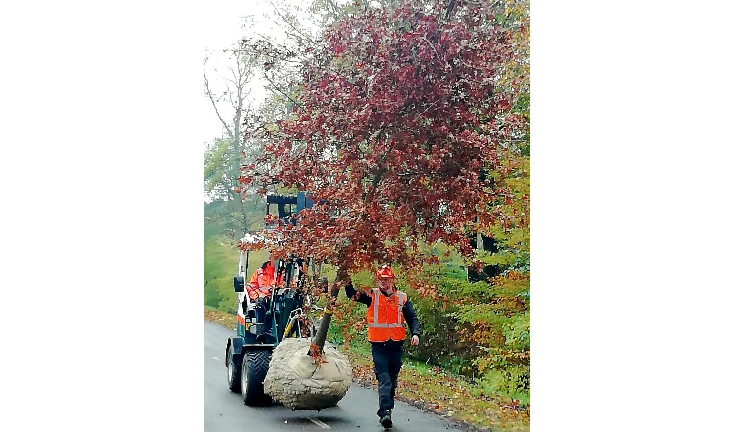 herplant bomen sleedoornpad2