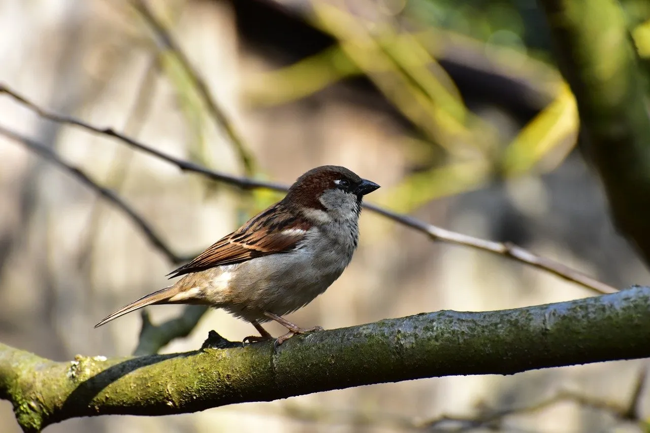 house sparrow 1288636 1280 huismus