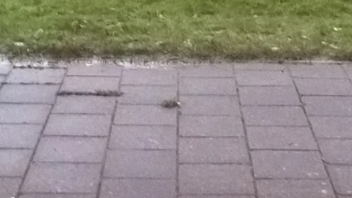 ijsvrije stoep