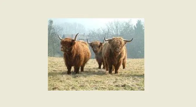 koeien politie groningen stad haren facebook1