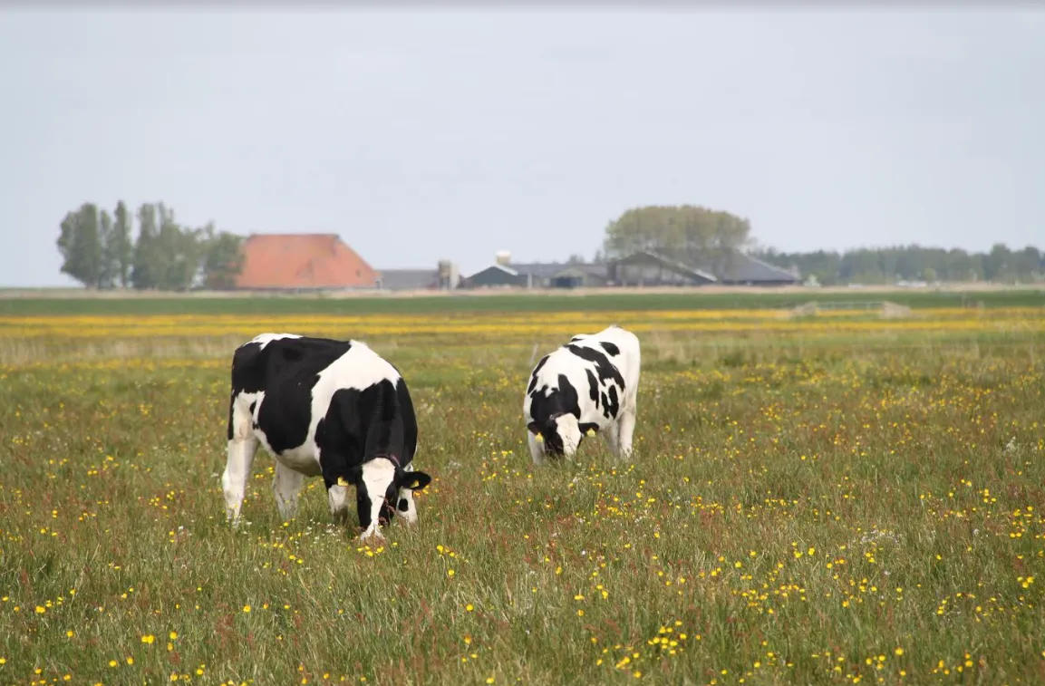kruidenrijk gras fotograaf bianca domhof