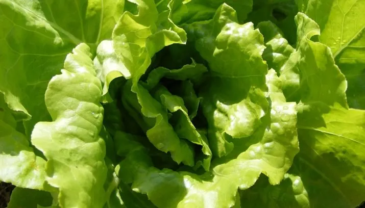 lettuce sla sandrafagundo pixabay 715x408