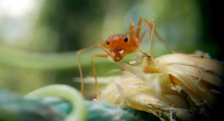 macrofotografie weekendworkshops vrijdag e1539173077124