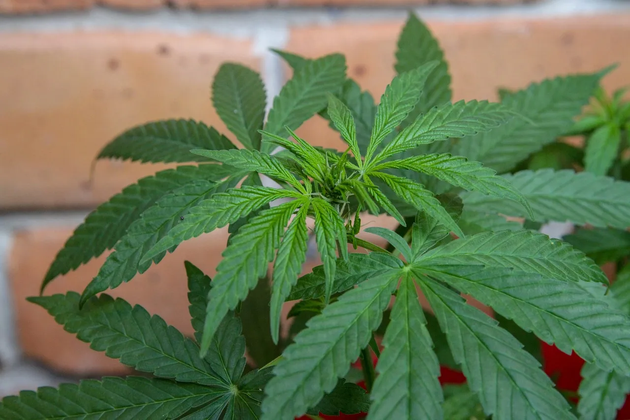 marijuana 3447615 1280