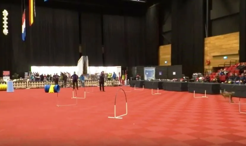 martinidogshow 2015 beeldcitaat hoopers nederland