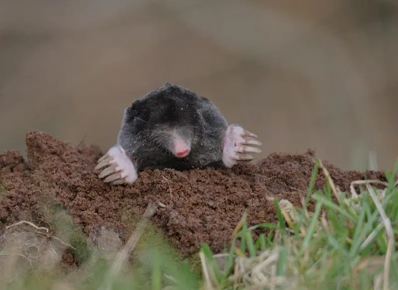 mol 4 cc by sa 30 dieder plu wikipedia commons