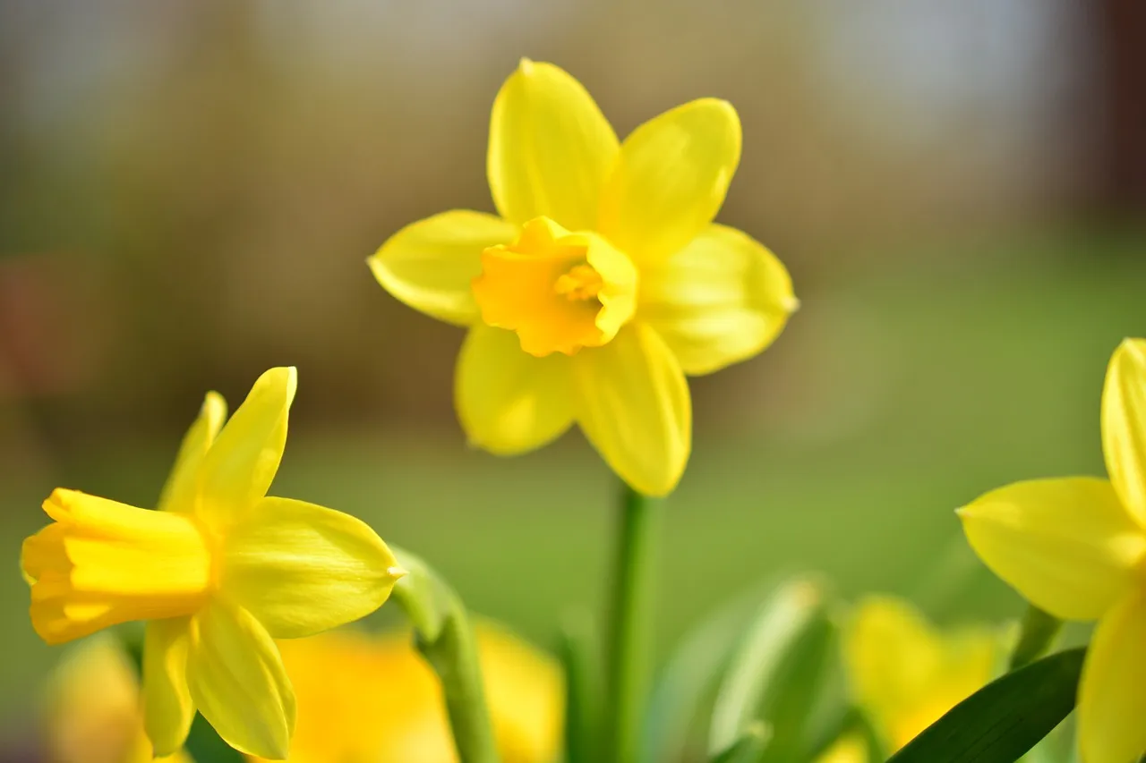 narcissus 301546 1280 narcis zonnig lente