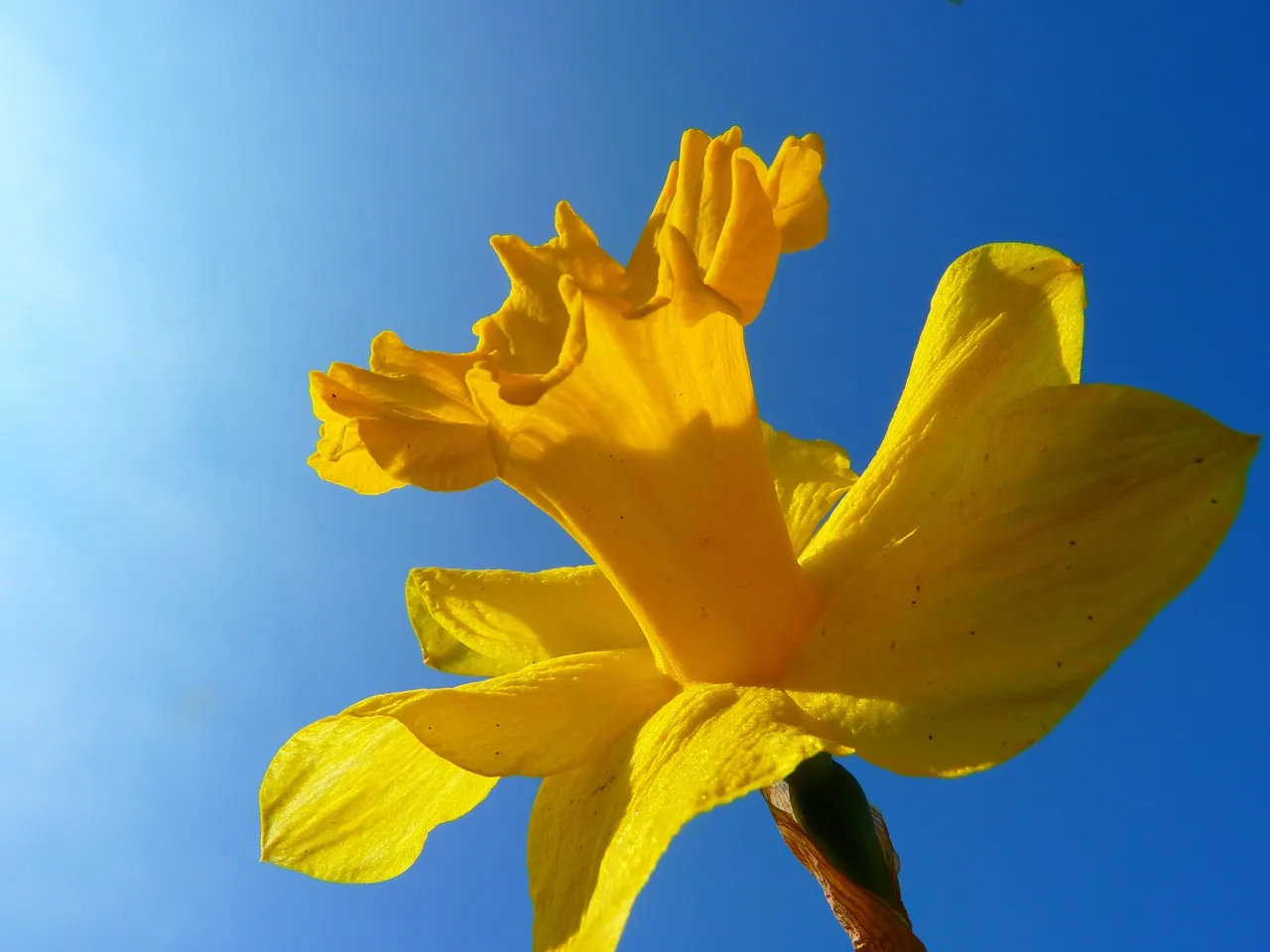 narcissus 6371 1280 narcis zonnig lente