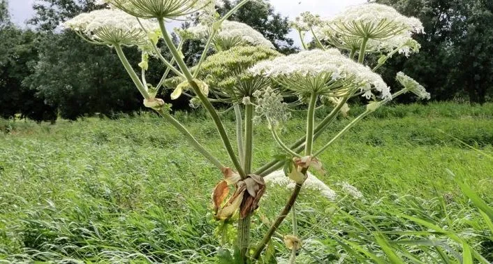 nature 1798552 960 720 715x408 bereklauw e1495885535852