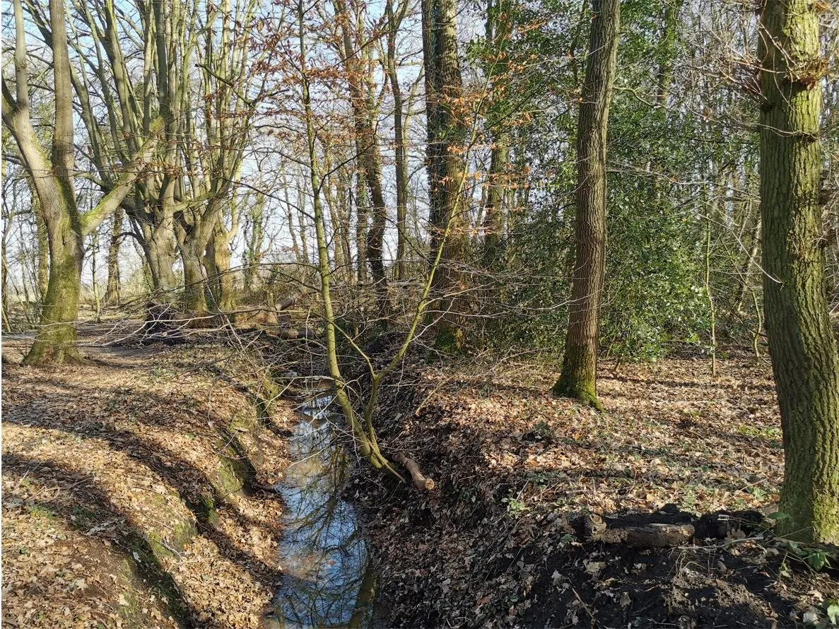 natuur glimmen herfst bos