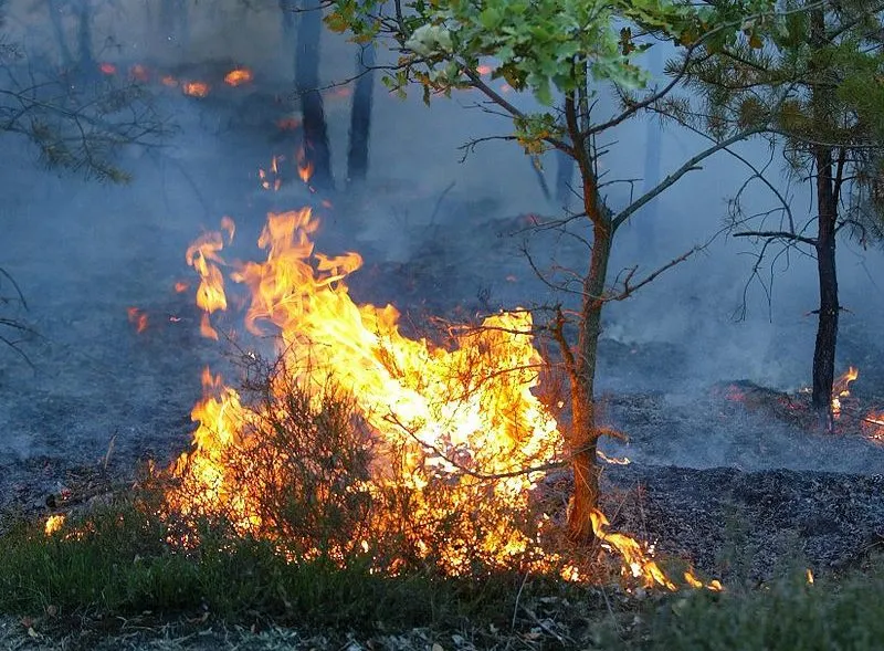 natuurbrand cc by sa 30 wikipedia commons tilo e1531862242867