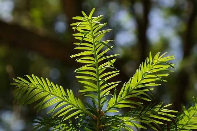 needles 141617 640 taxus