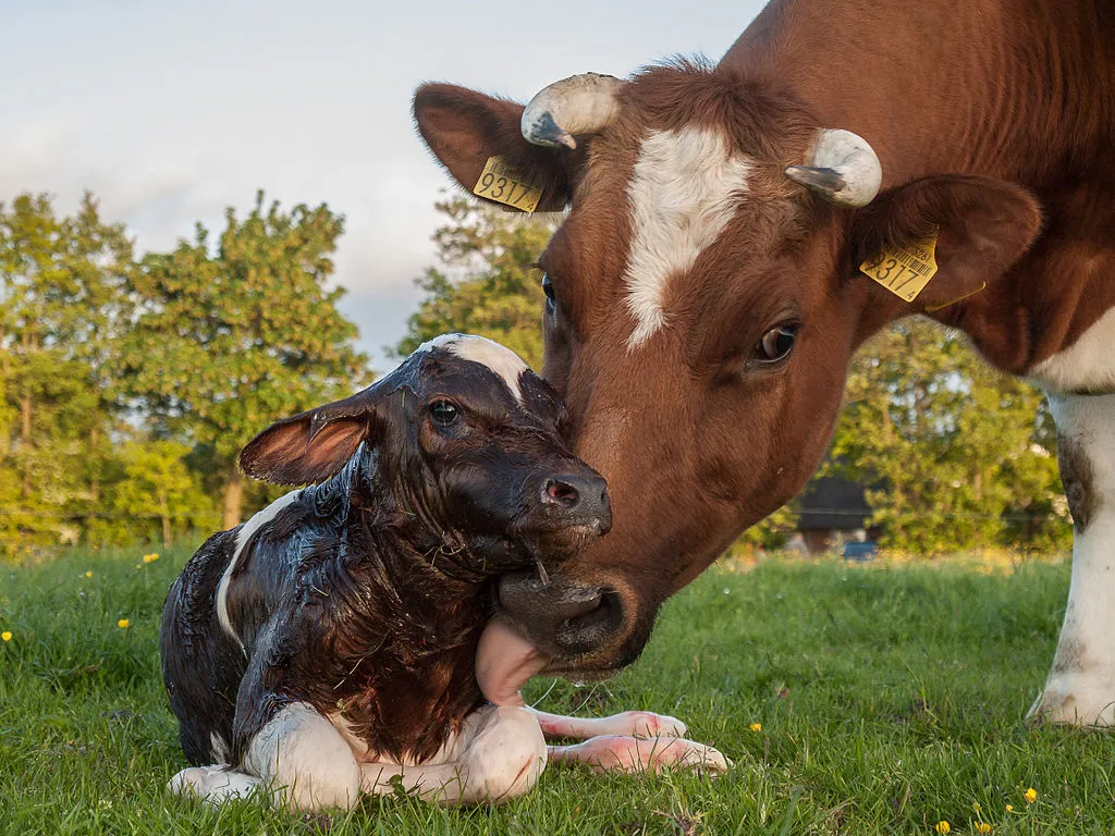 new born frisian red white calf cc by sa 30 uberprutser