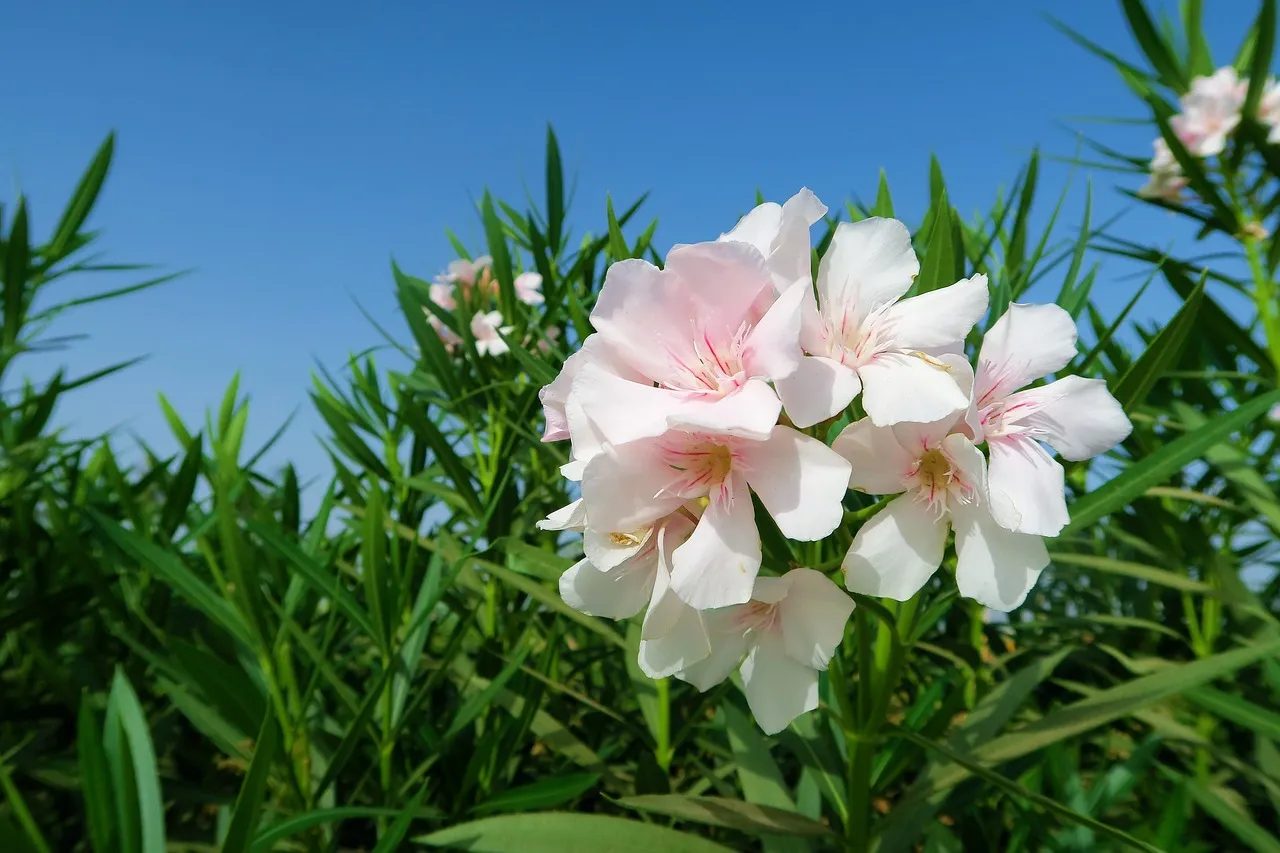 oleander 3639050 1280