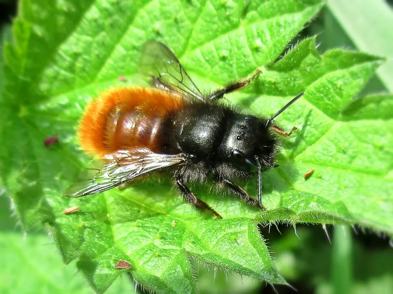 osmia cornuta megachilidae sp female arnhem the netherlands gehoornde metselbij cc0