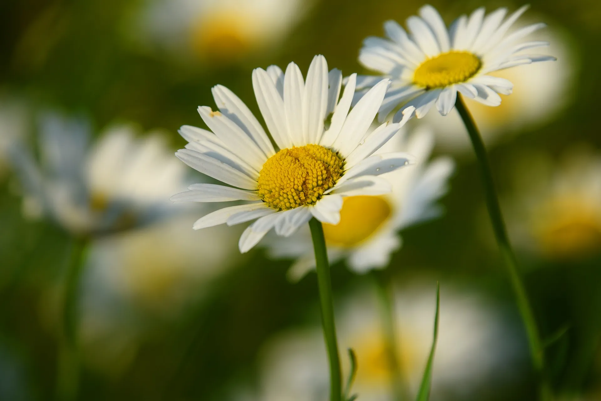 ox eye daisy 3454721 1920 mabel amber via pixabay madelief