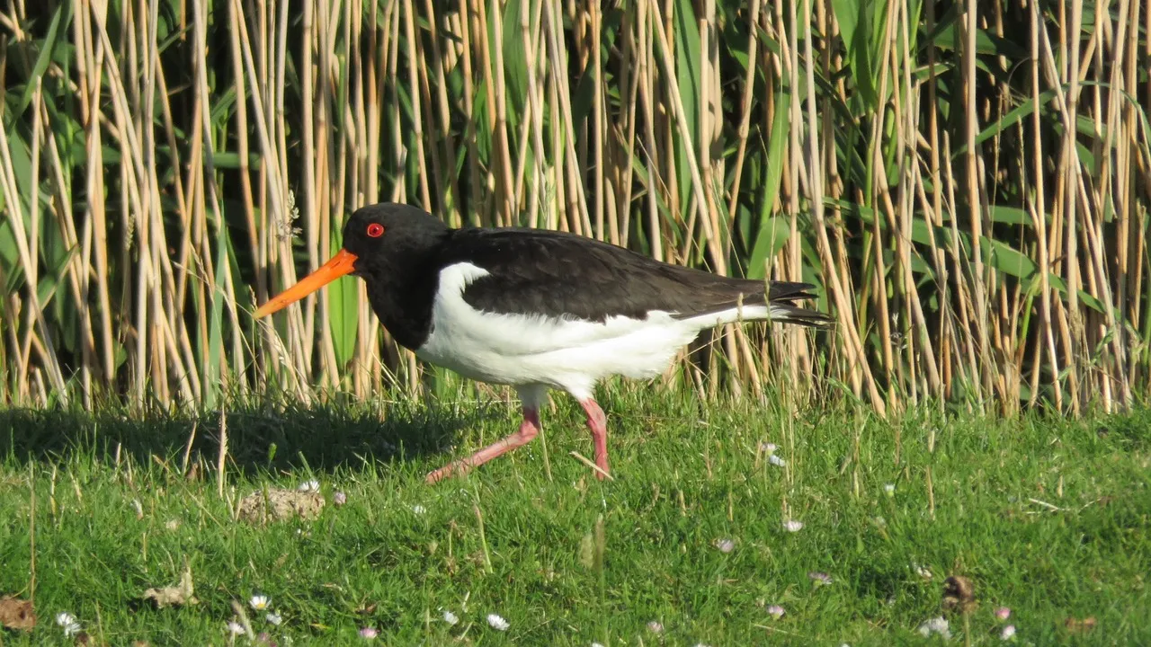 oystercatcher g1753fbfe9 1280 scholekster ilonka via pixabay