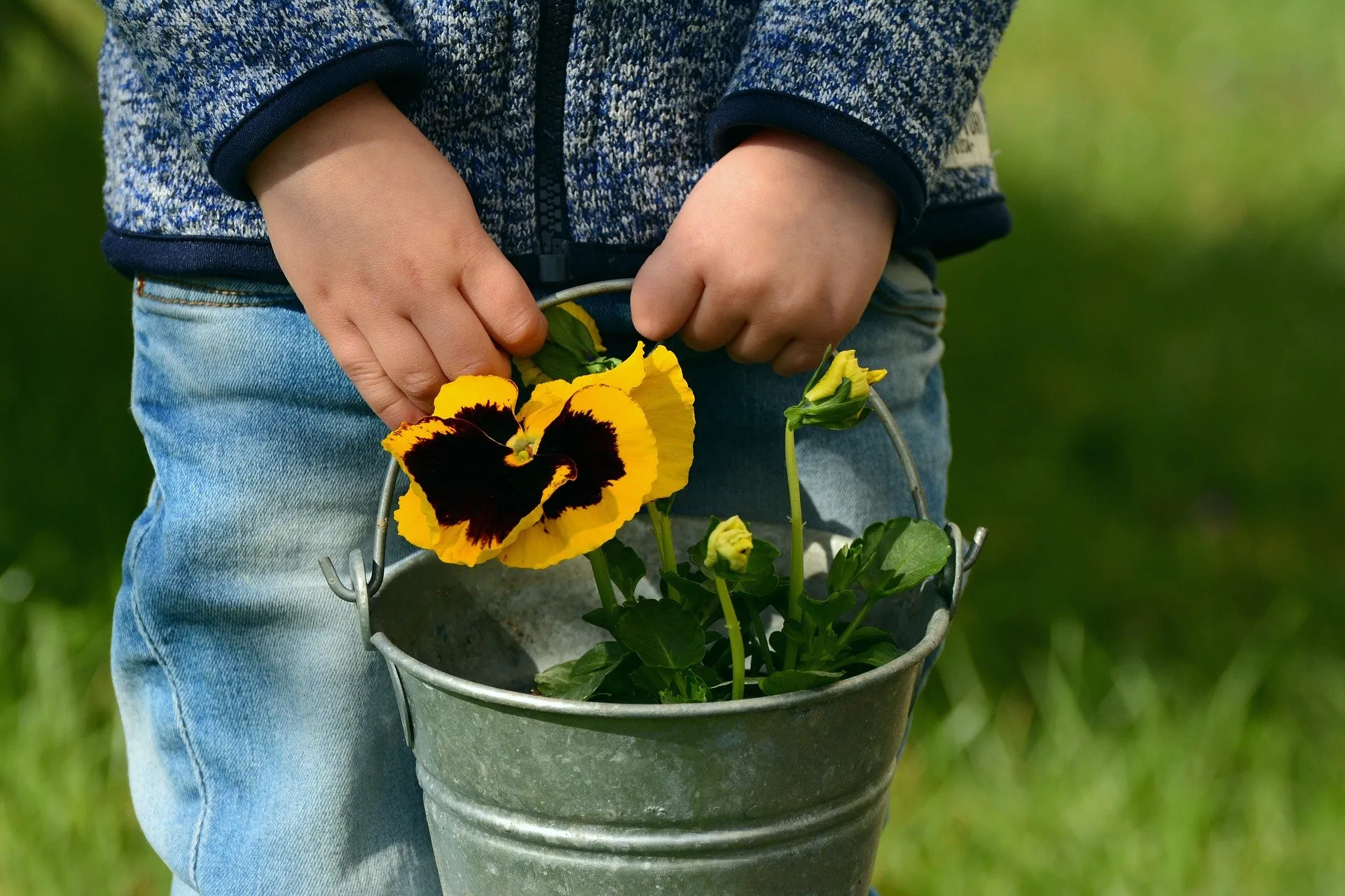 pansy 2173208 1920 kind tuin viooltje jongen congerdesign via pixabay