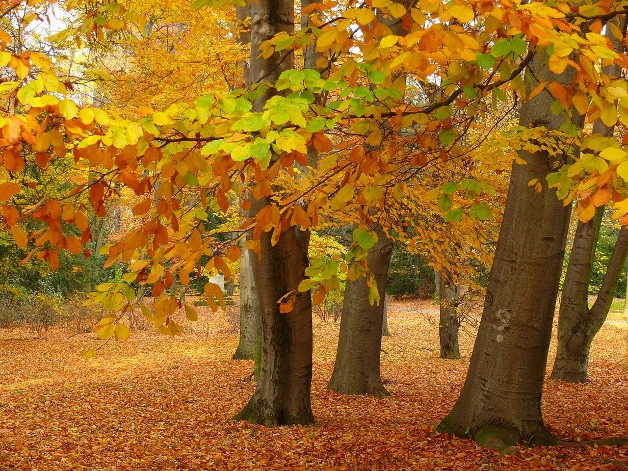 park 66001 1280 herfst