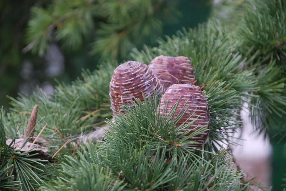 pineapples pineapple christmas pine kerstboom