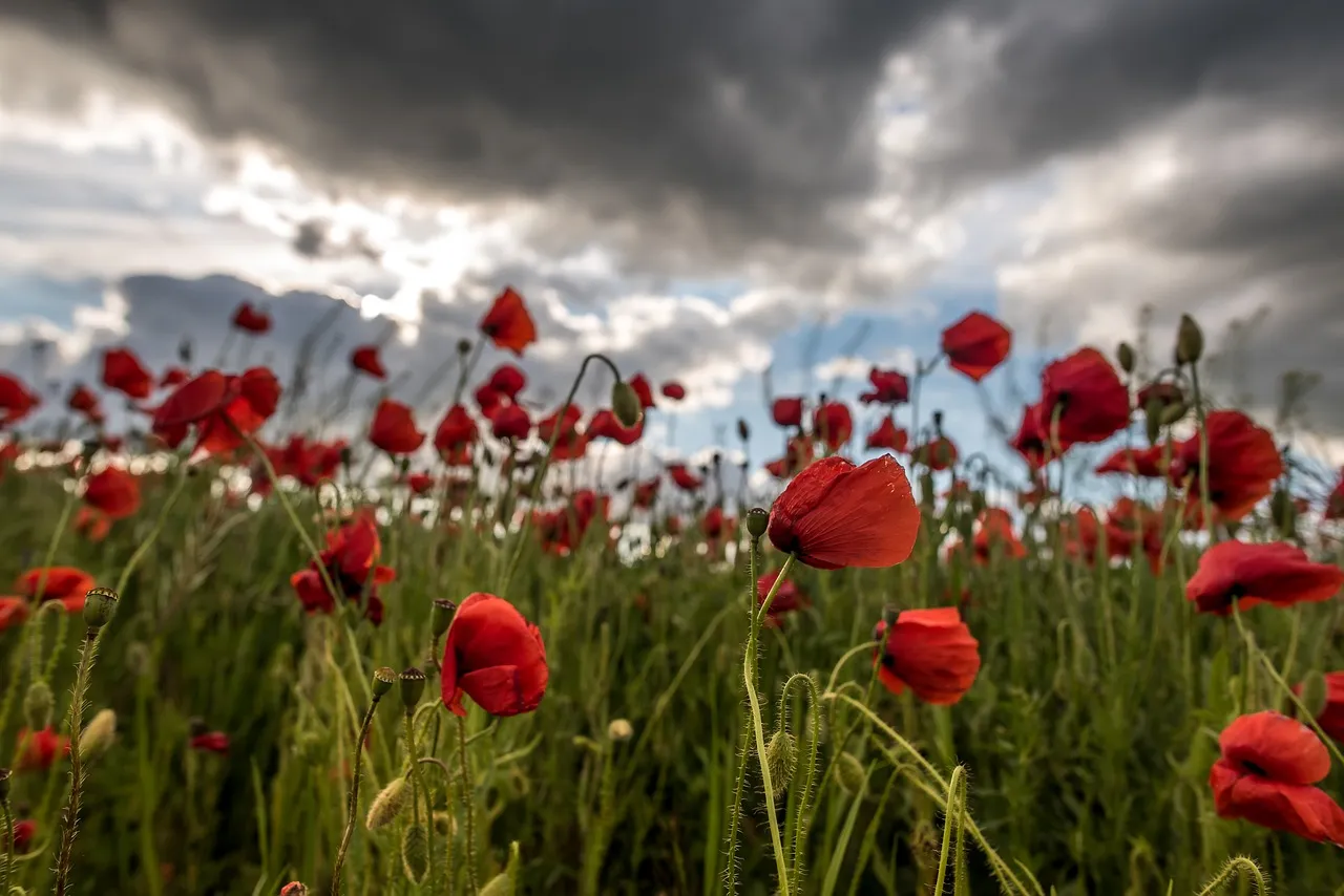 poppy 3405935 1280 veld bloemen