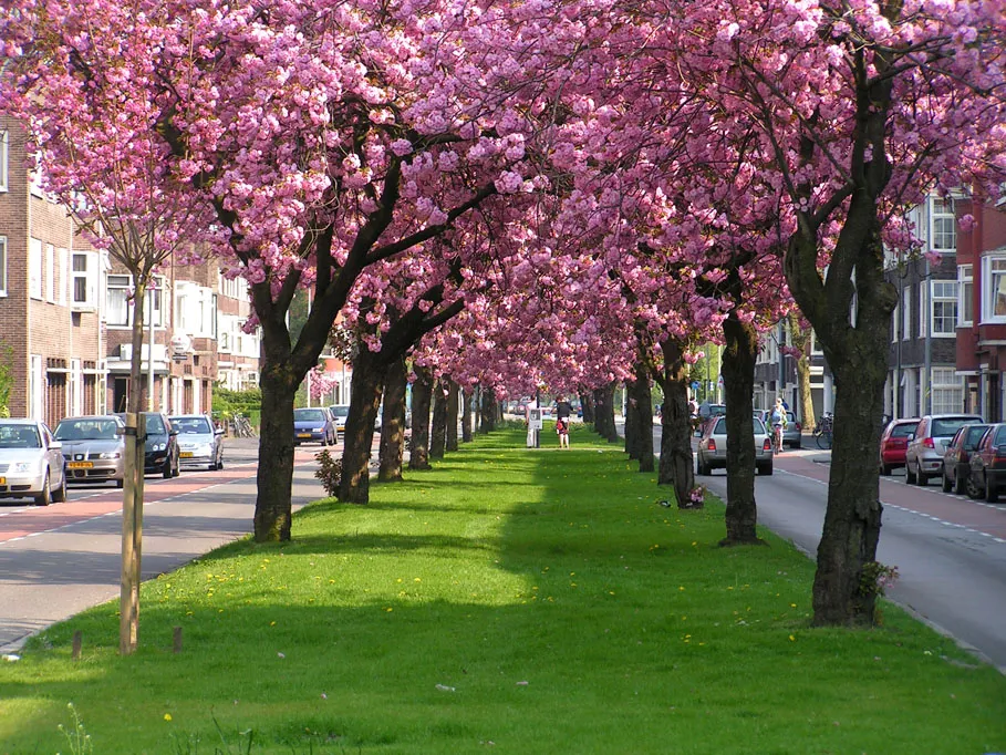 prunus kapteynlaan