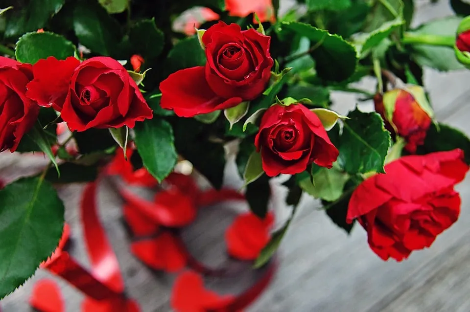 rose 3920669 960 720 valentijnsdag liefde hart