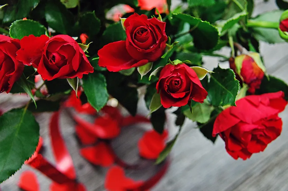 rose 3920669 960 720 valentijnsdag liefde hart