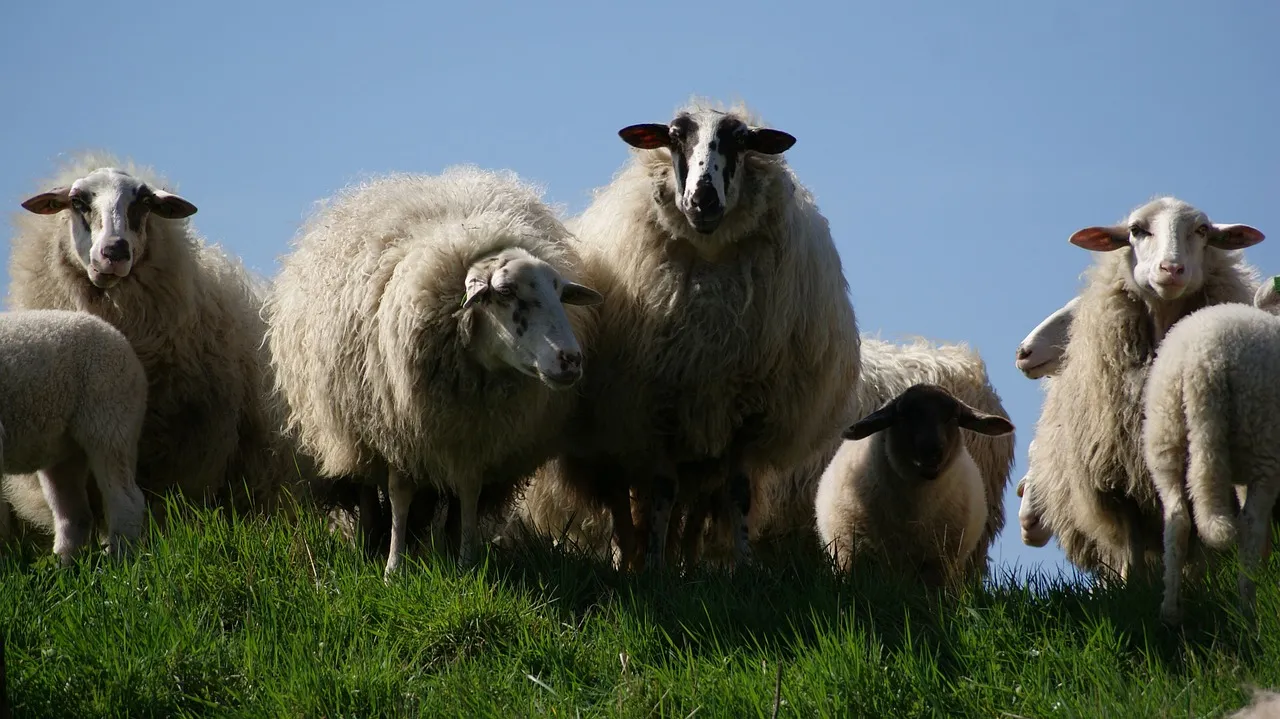 schapen 1