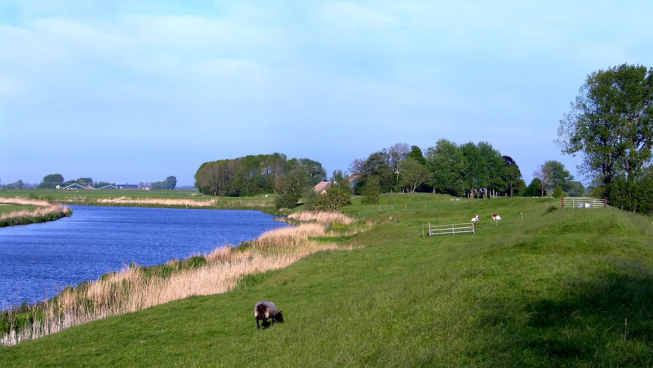 schapen bij het reitdiep nabij aduarderzijl fietsen wandelen landschap cc by 39 meerdervoort