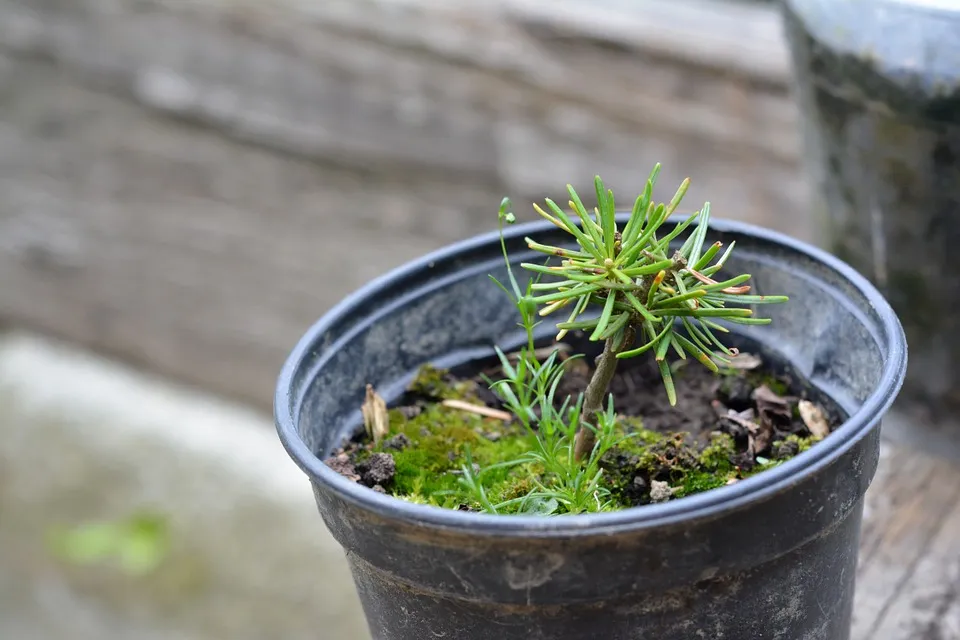 seedling 887713 960 720 plant stekje