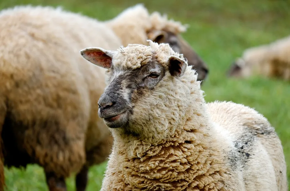sheep 1323902 960 720