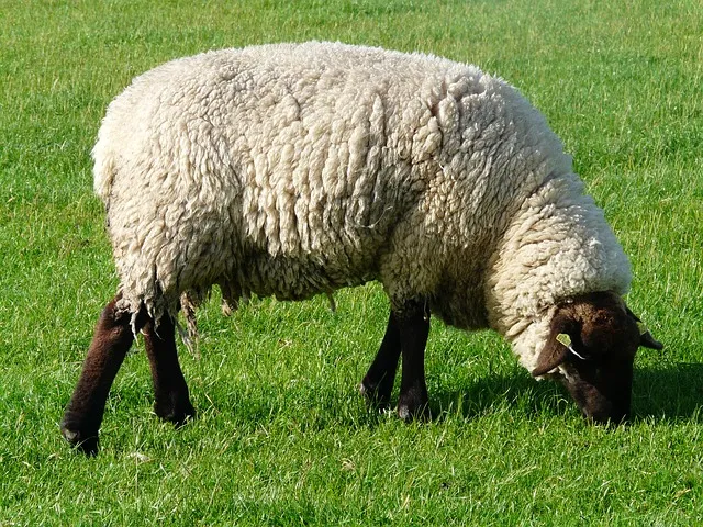 sheep 57698 640