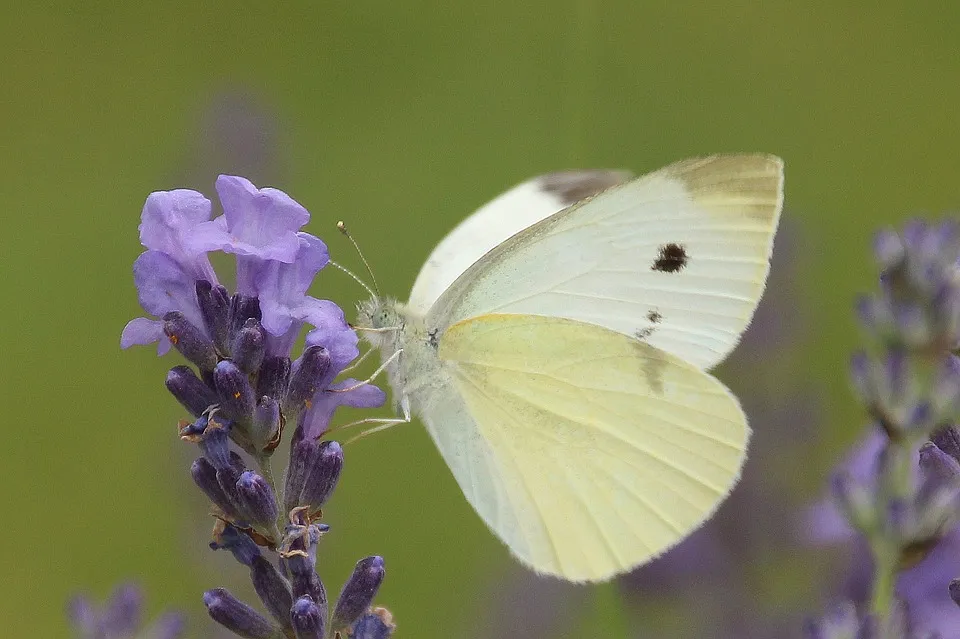 small cabbage white ling 1142230 960 720 klein koolwitje