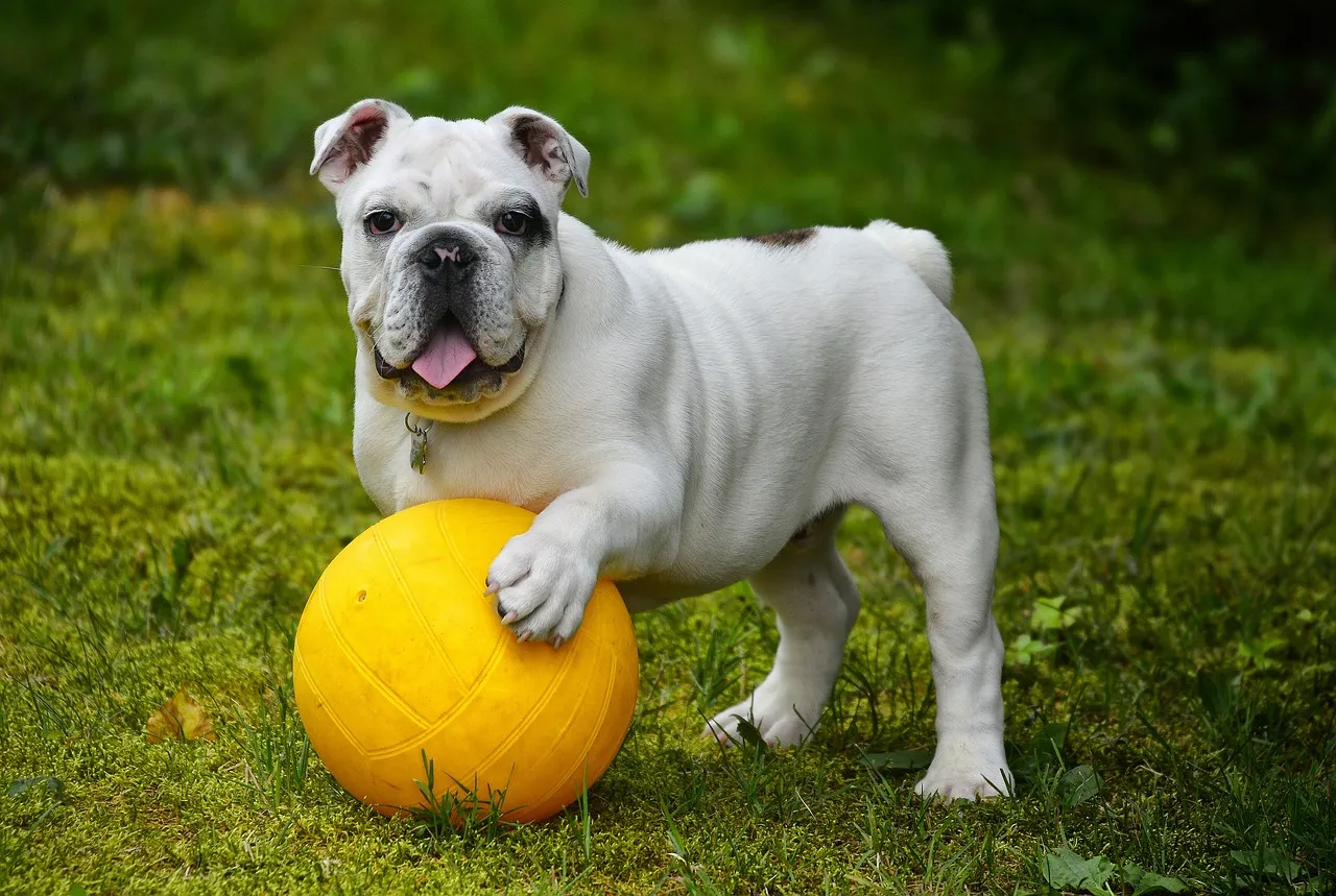 spelende hond bal