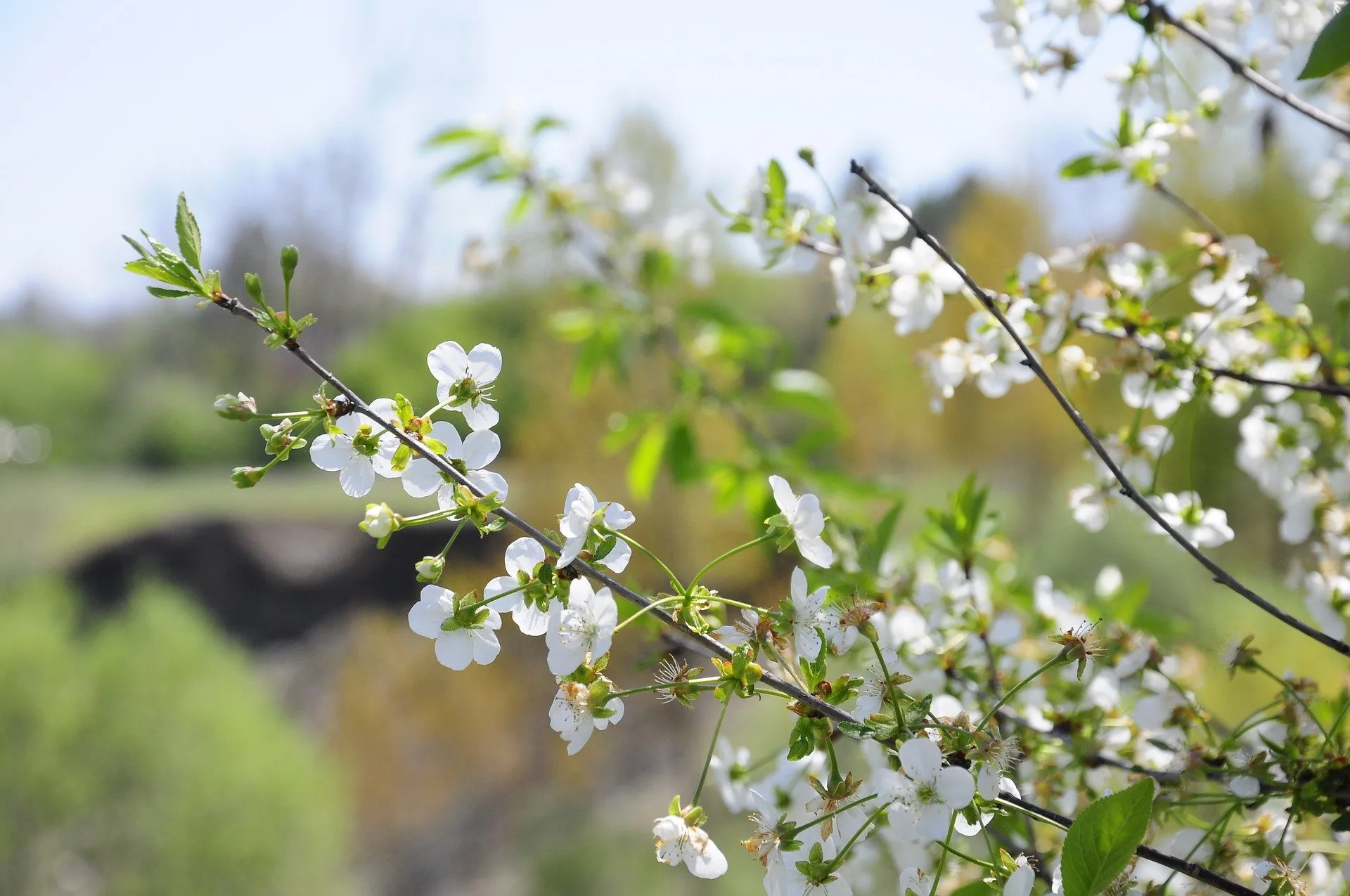 spring g426786d50 1920 lente