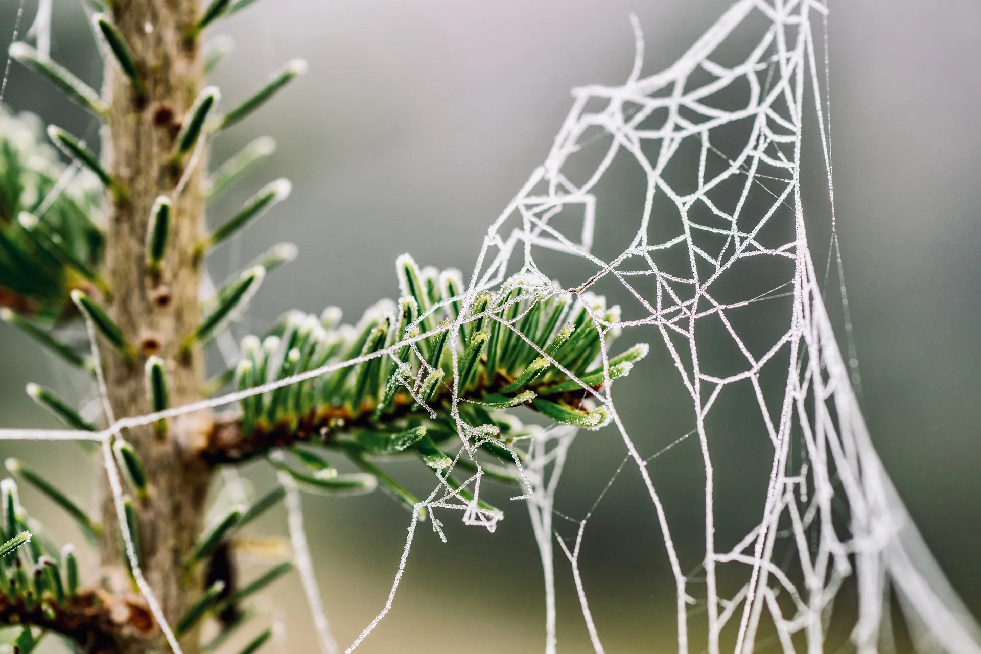 tak spinneweb rijp vorst winter herfst image by susanne jutzeler schweiz from pixabay