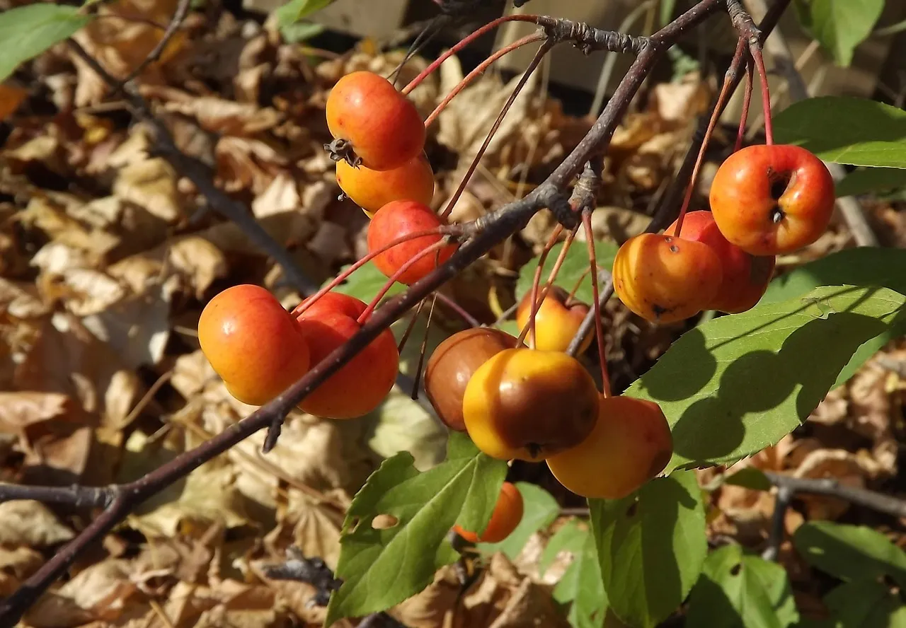tree 2925324 1280 herfst appels
