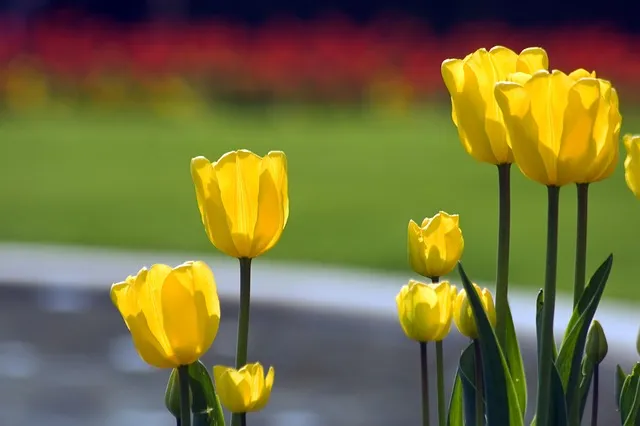 tulips 651000 640