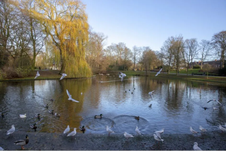 vijvers noorderplantsoen