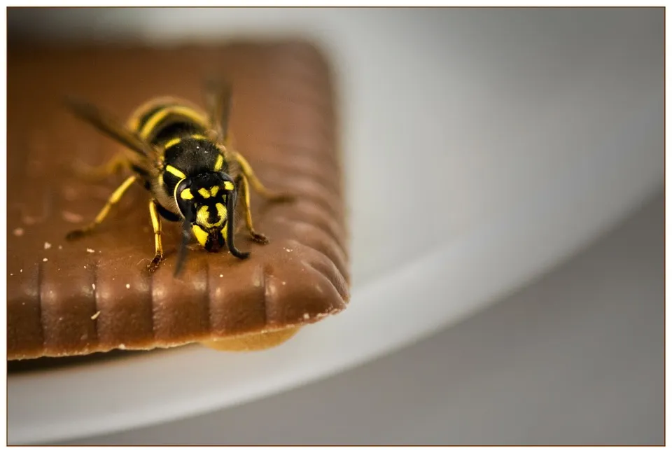 wasp 1056027 960 720 wesp